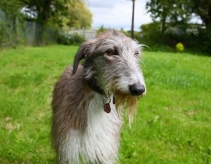 Merle lurcher outlet for sale