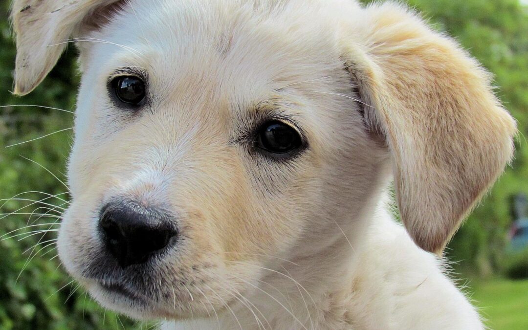 Why a puppy should be kept off the Christmas wishlist