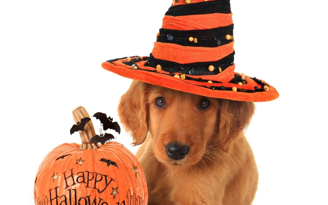 Avoiding a frightful Halloween for your dog