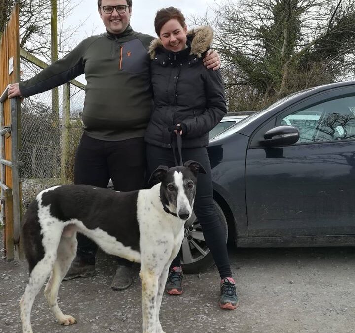 Success Stories – Paddy the Greyhound finds his forever home