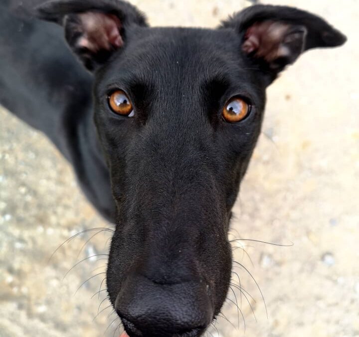 Adopt a Greyhound Month