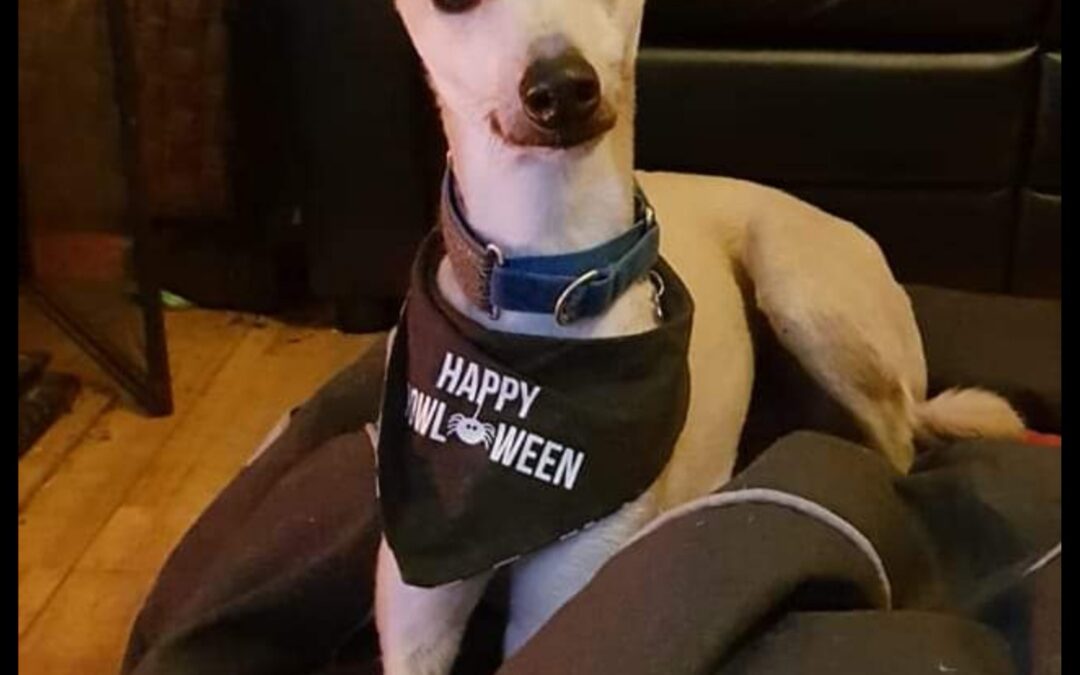 Keeping your dog safe at Halloween