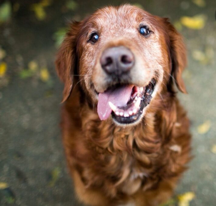 Adopting a senior dog