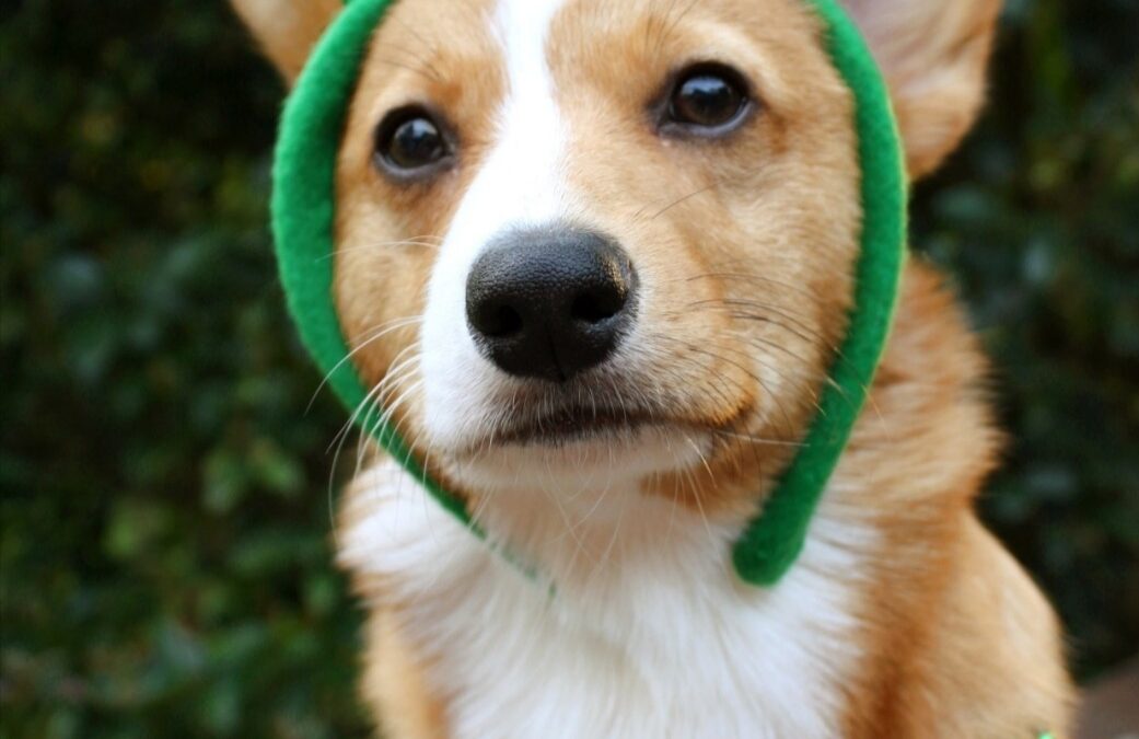 Get your entries in for the Connolly’s Redmills St Pawtrick’s day virtual dog show in aid of PAWS Animal Rescue