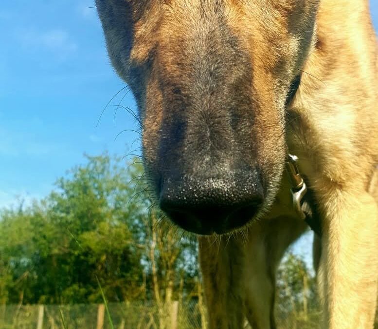 How to keep your dog busy and beat the boredom!