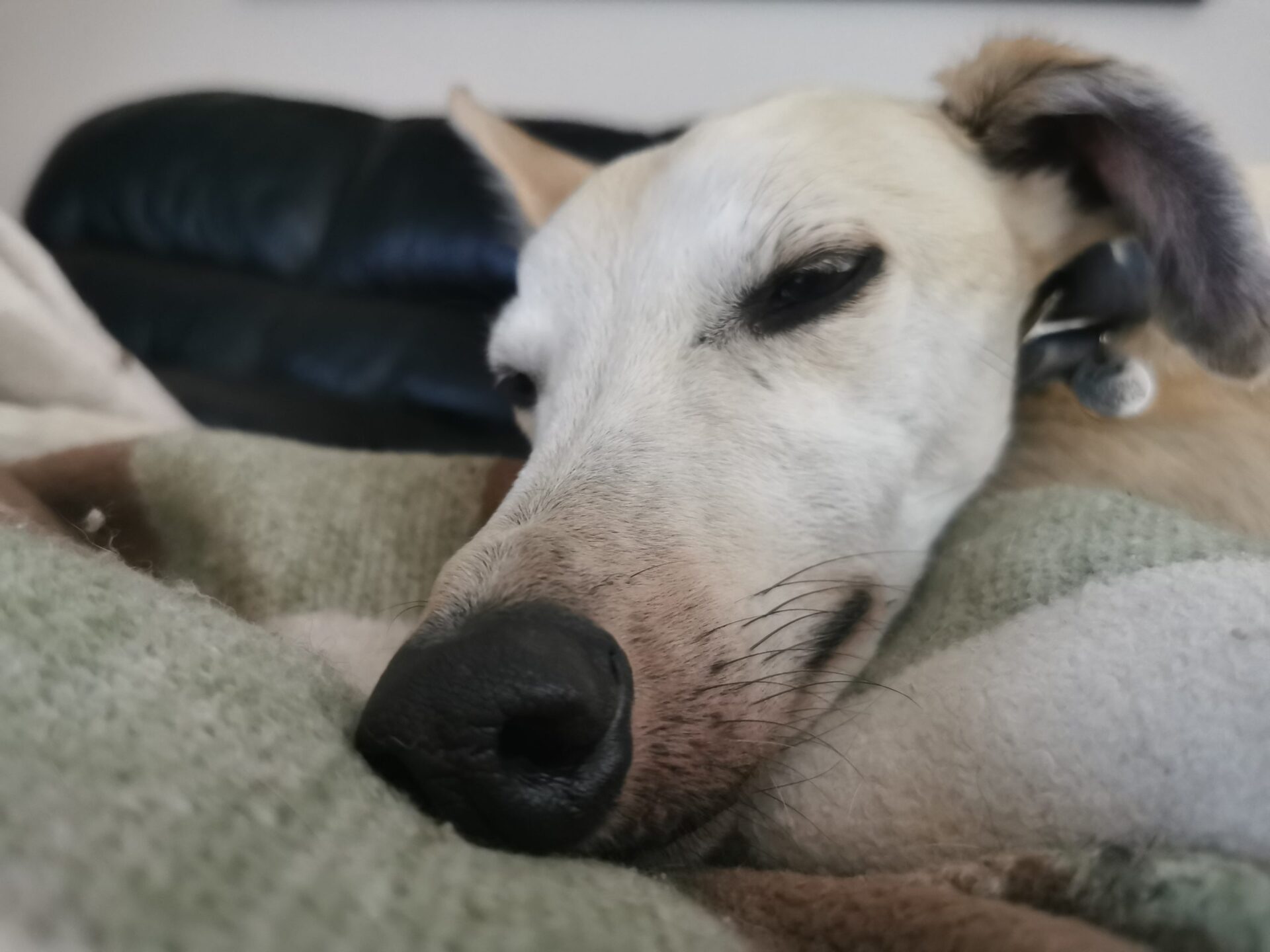 Settling a rescue dog in their new home