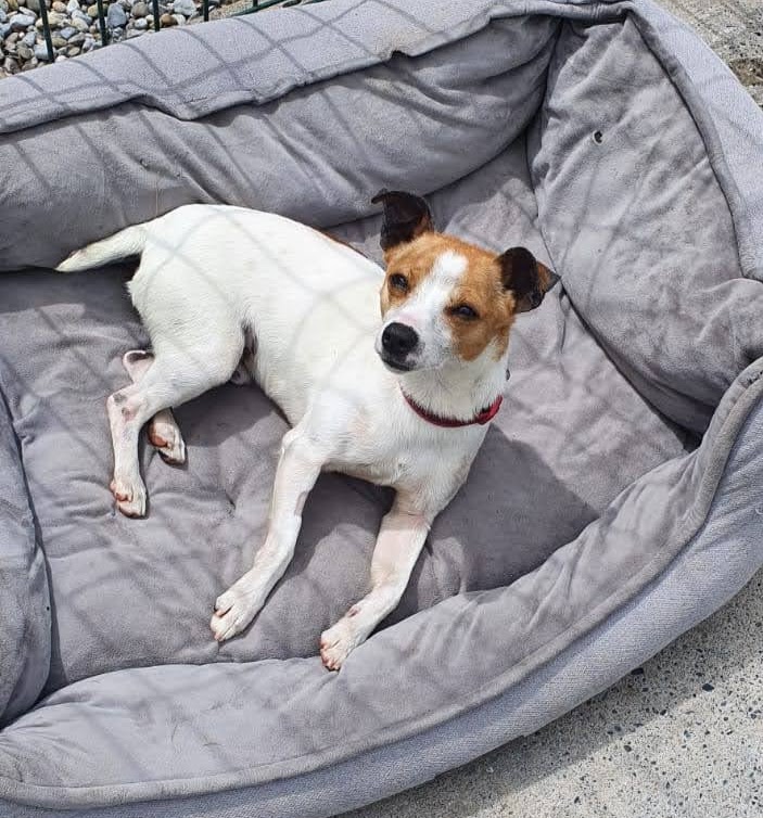 Helping your dog cope with thunderstorms