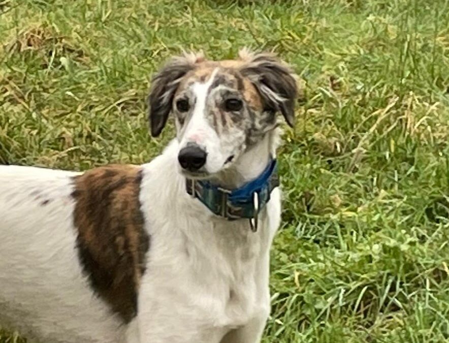 Hardest to rehome – Bob the saluki Lurcher