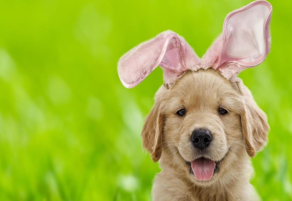 Easter Safety Tips for your dog