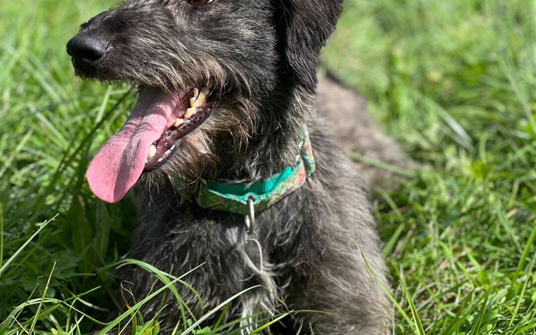 How to keep your dog happy and stimulated during a heatwave