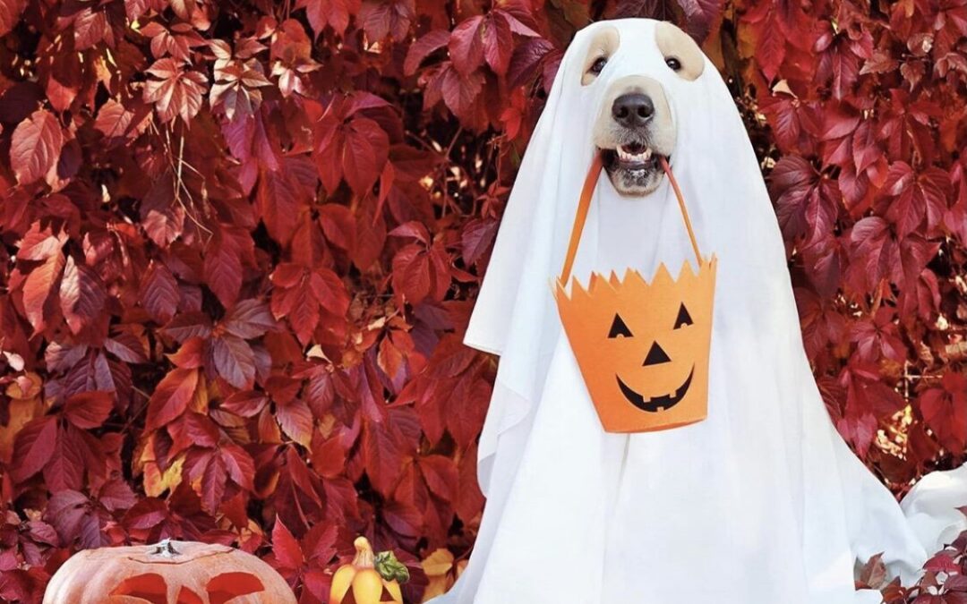 Avoiding a spooky Halloween for your dog