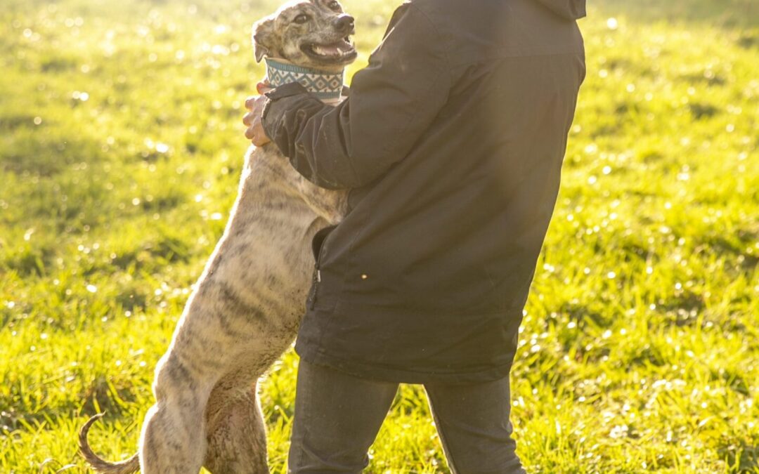 How do I socialise my adolescent dog?