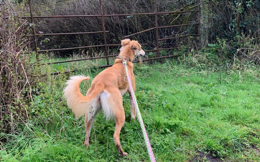 Teaching your dog not to pull on a leash -Video tutorial