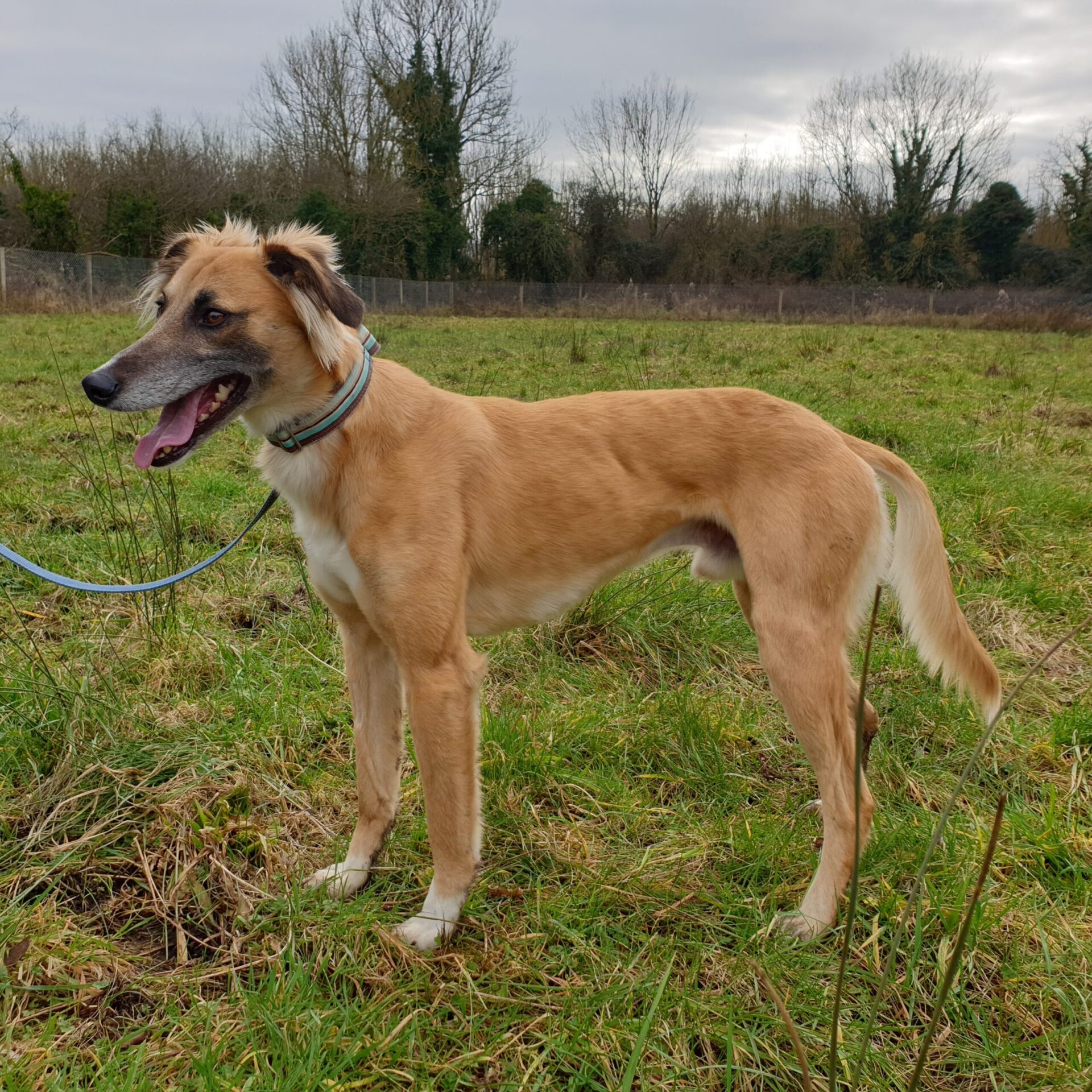 what is a saluki lurcher