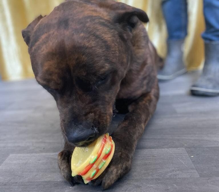 3 enrichment ideas to give your dog during Halloween night