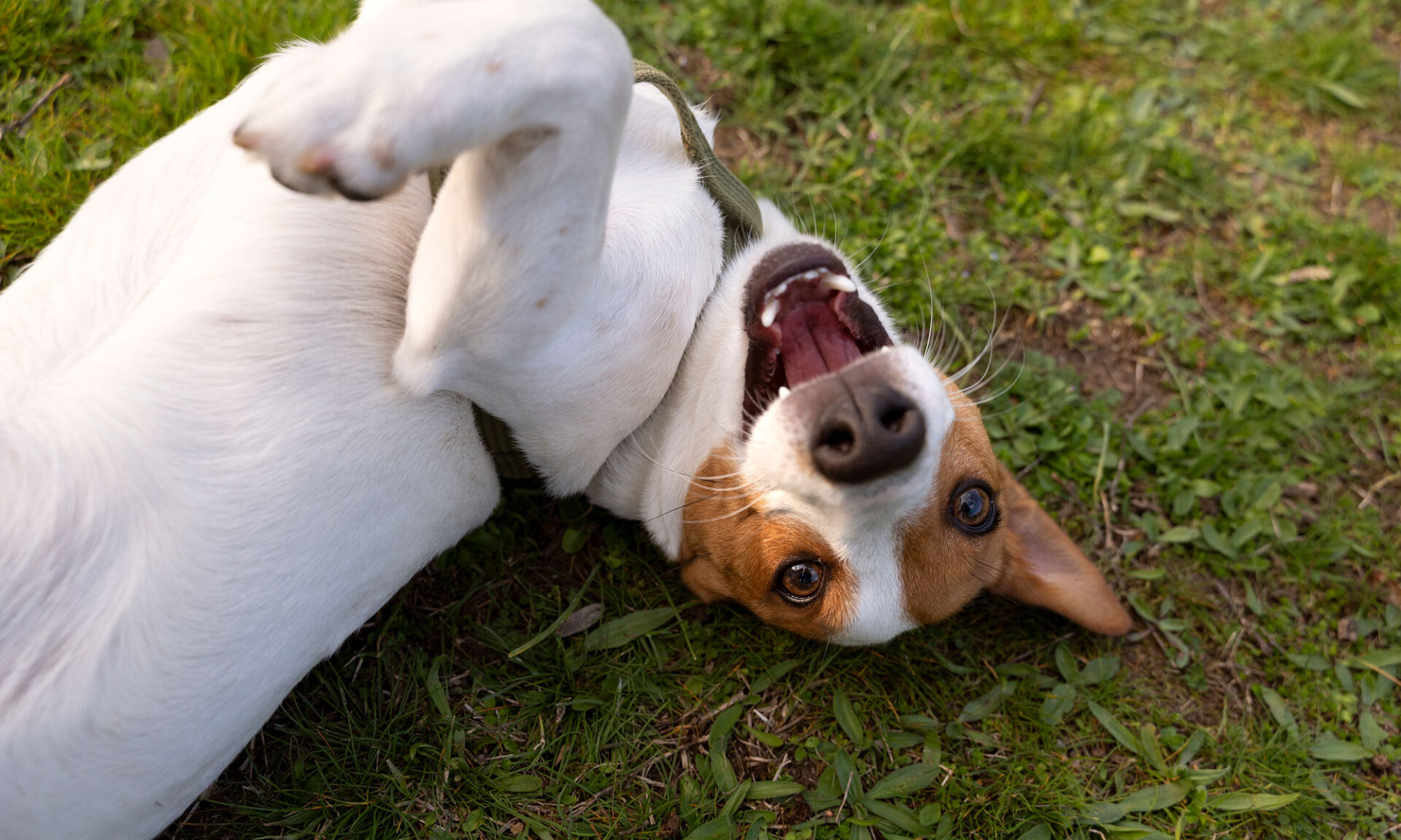 Jack Russell Enjoying Time In Park