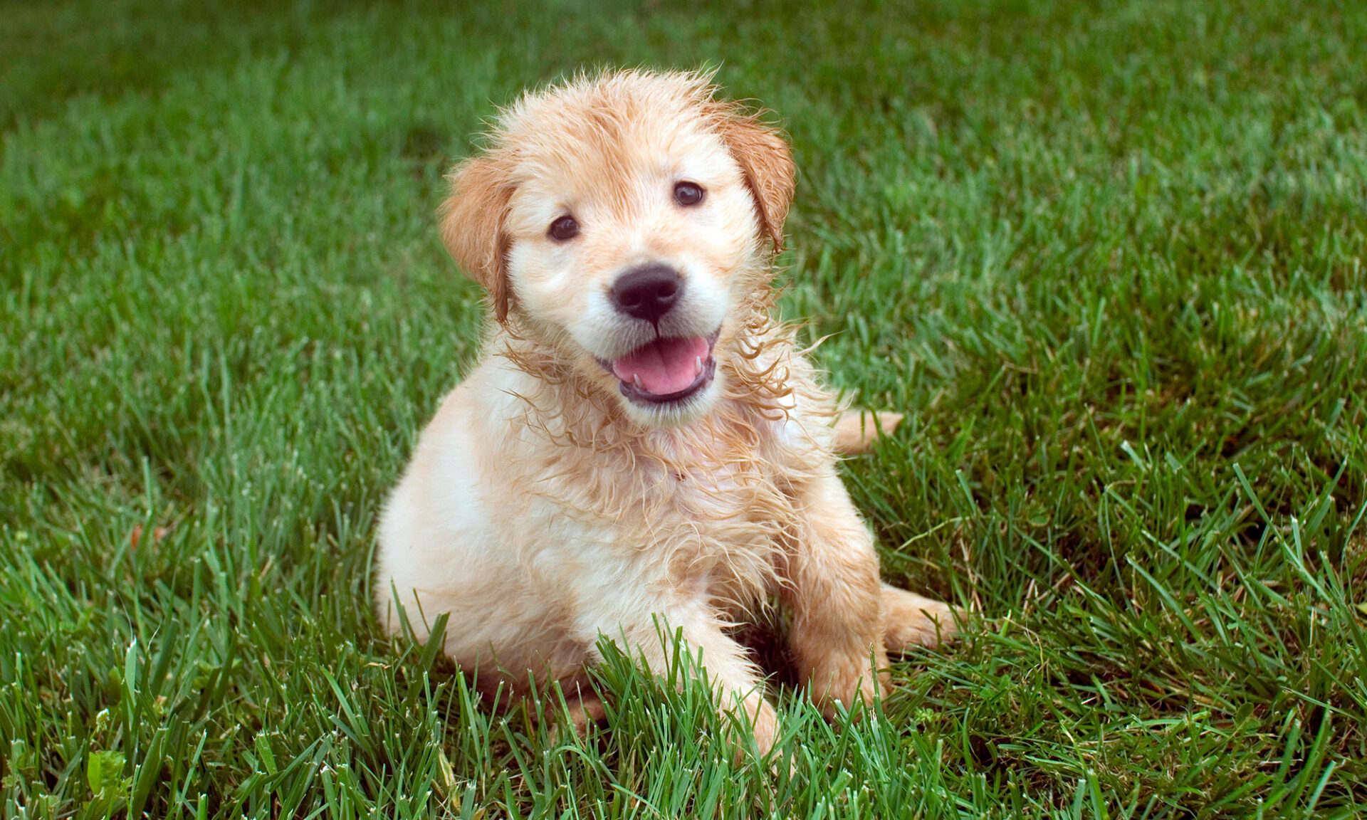 Kromfohrlander Puppy Sitting On Grass