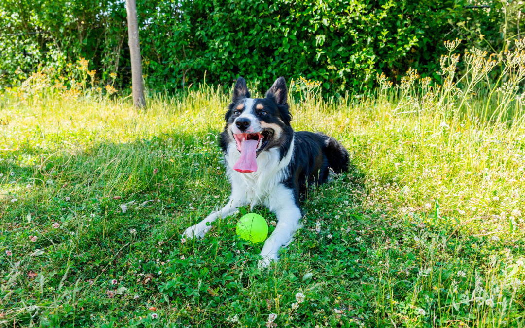 Teach your dog a release cue “thank you!”